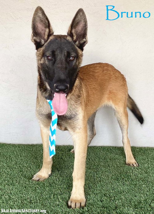 BRUNO - Belgian Shepherd Malinois available for adoption