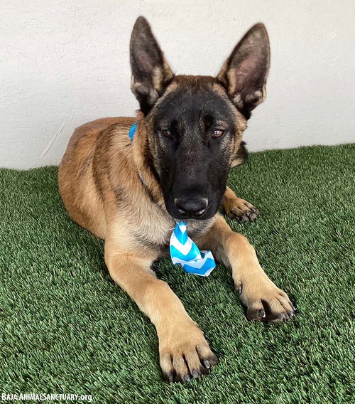 BRUNO - Belgian Shepherd Malinois available for adoption
