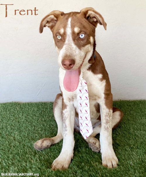 TRENT - Australian Cattle Dog/Blue Heeler / Husky available for adoption