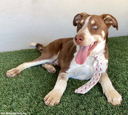 TRENT - Australian Cattle Dog/Blue Heeler / Husky available for adoption