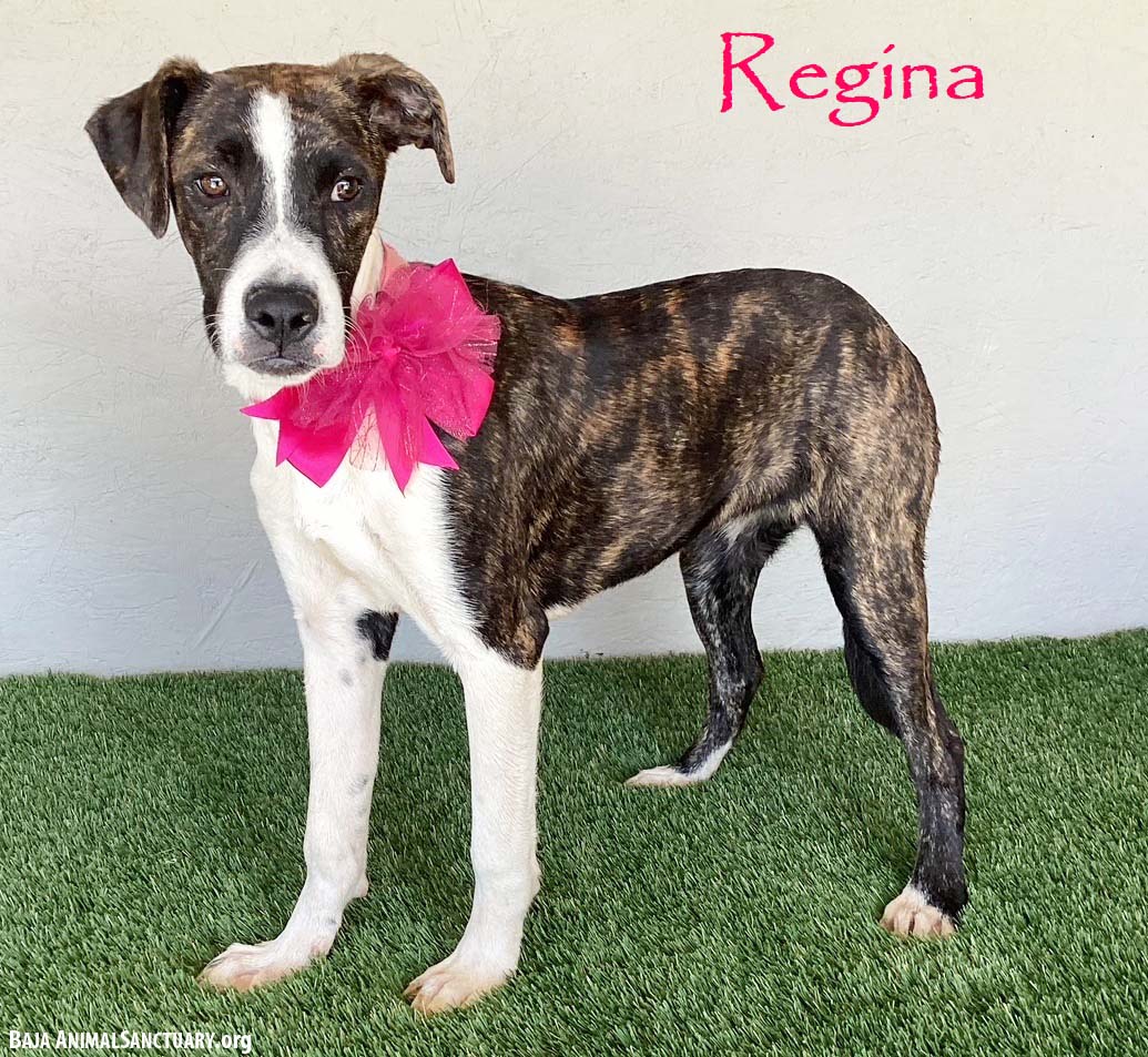 Regina Image