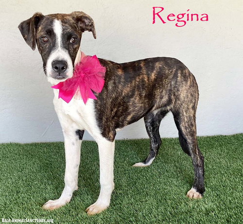 REGINA - Boxer / Plott Hound available for adoption