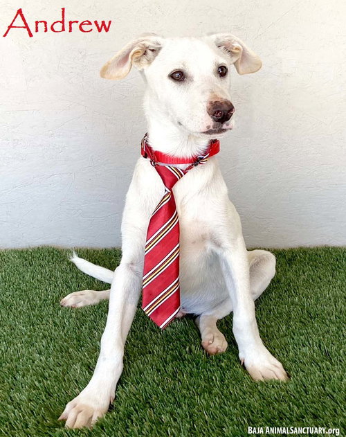 ANDREW - Labrador Retriever available for adoption