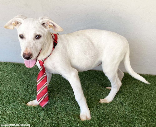 ANDREW - Labrador Retriever available for adoption