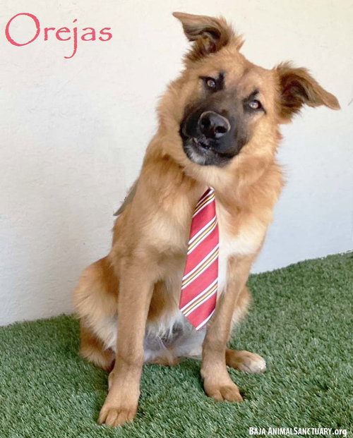 OREJAS - Belgian Shepherd Malinois available for adoption