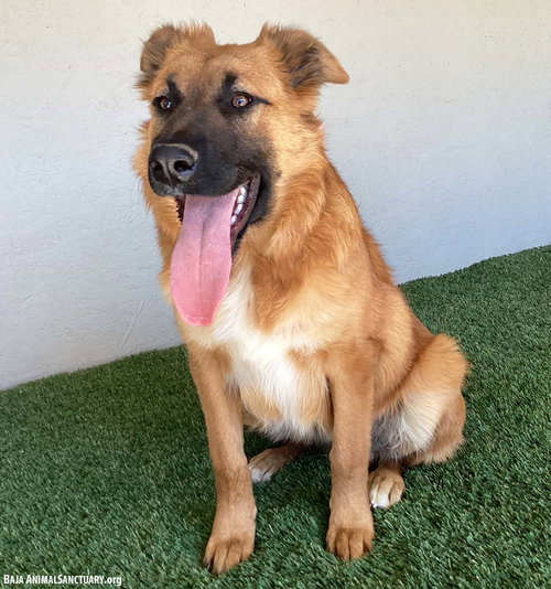 OREJAS - Belgian Shepherd Malinois available for adoption
