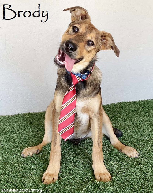 picture of the dog needing adoption