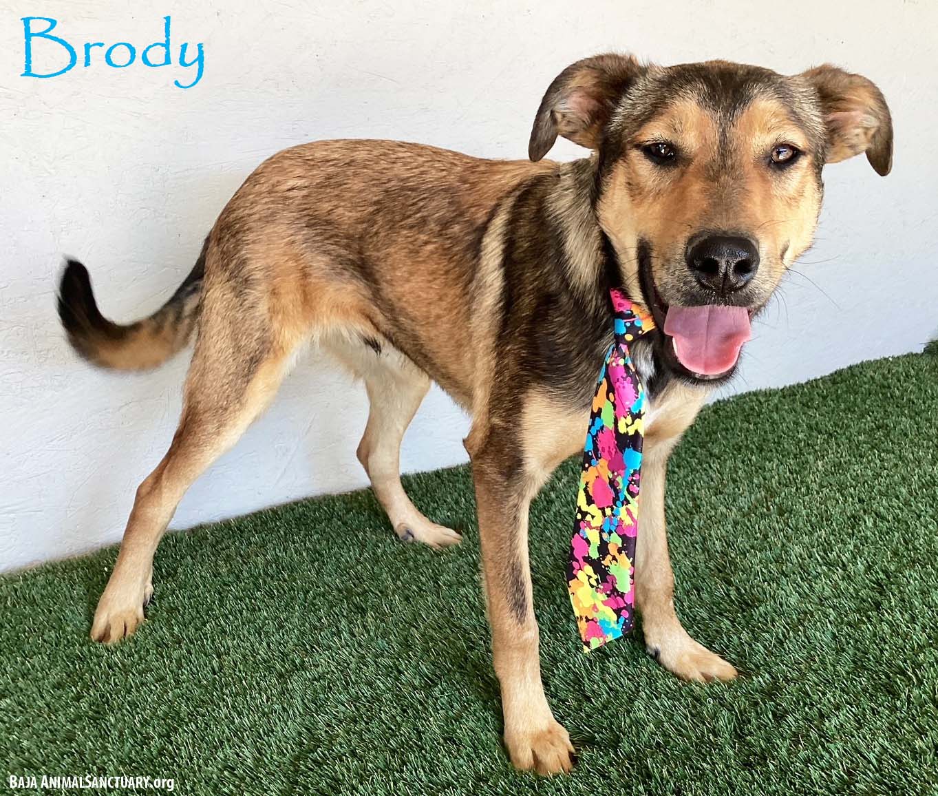 Brody Image