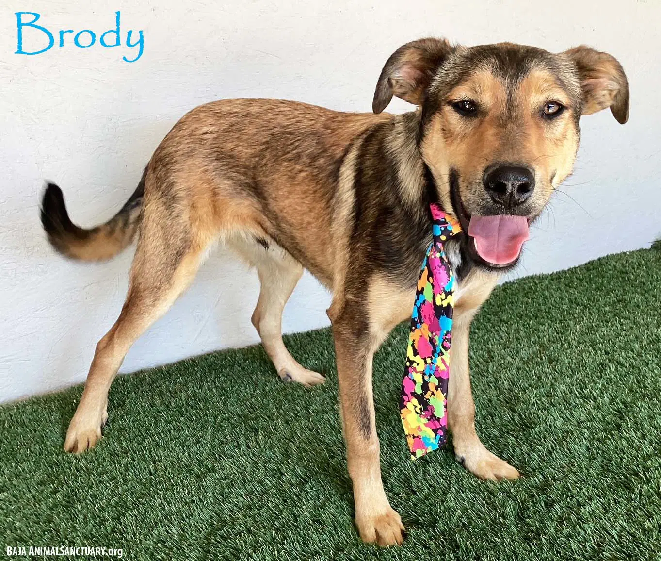 Brody - German Shepherd Dog