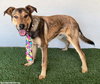Brody - Photo 3