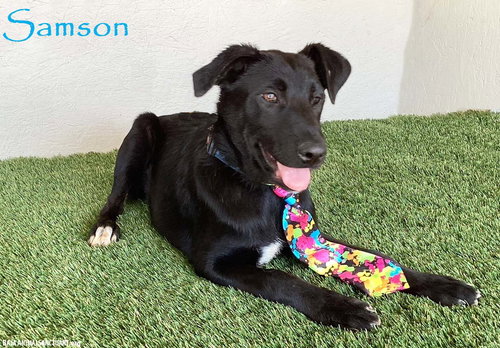 picture of the dog needing adoption