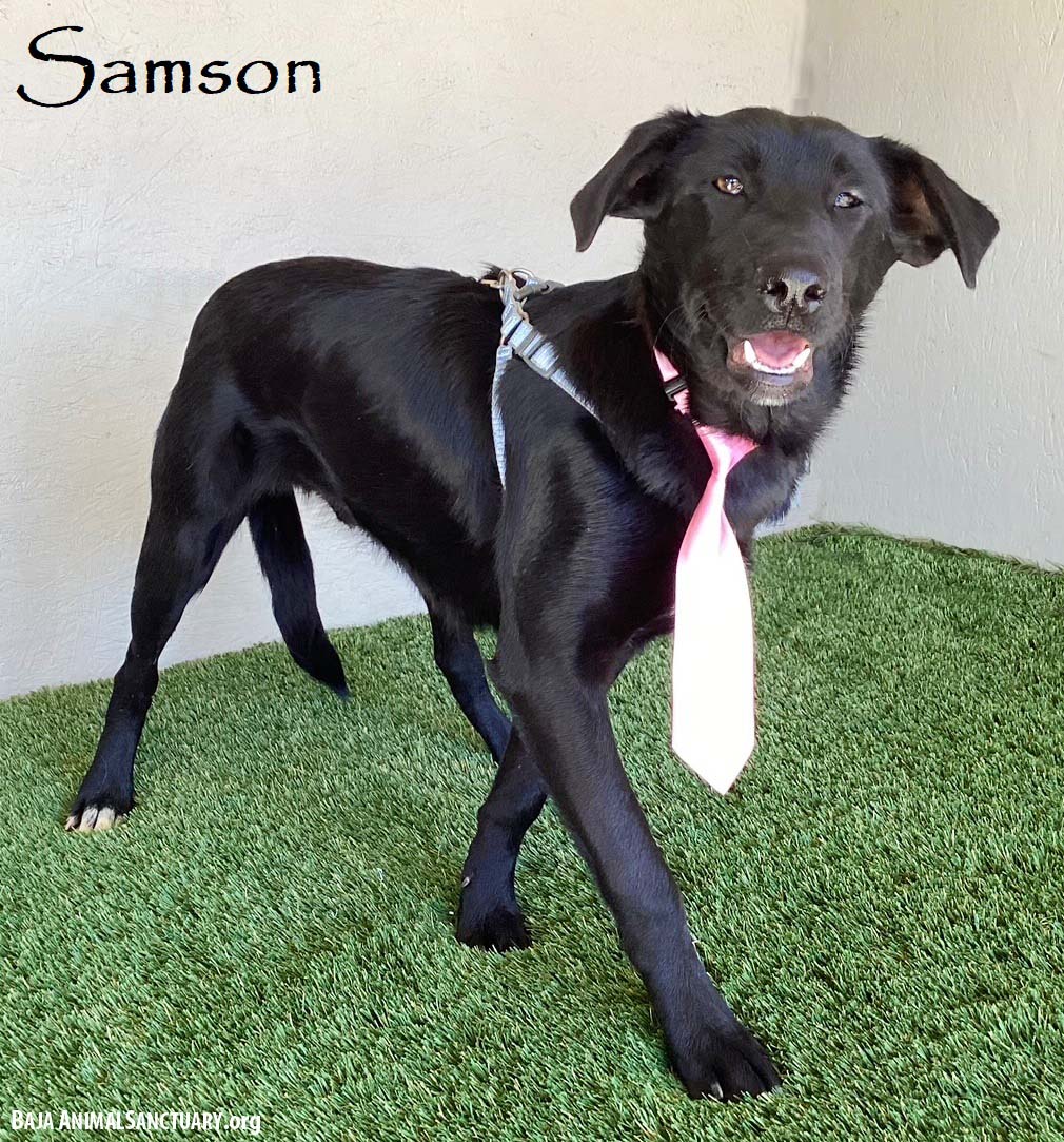 Labrador Retriever