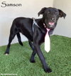 Samson - Photo 1