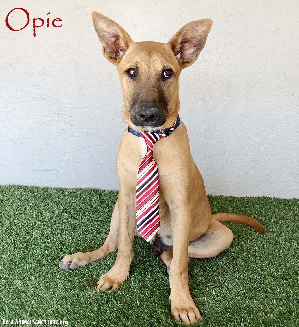 Opie Image