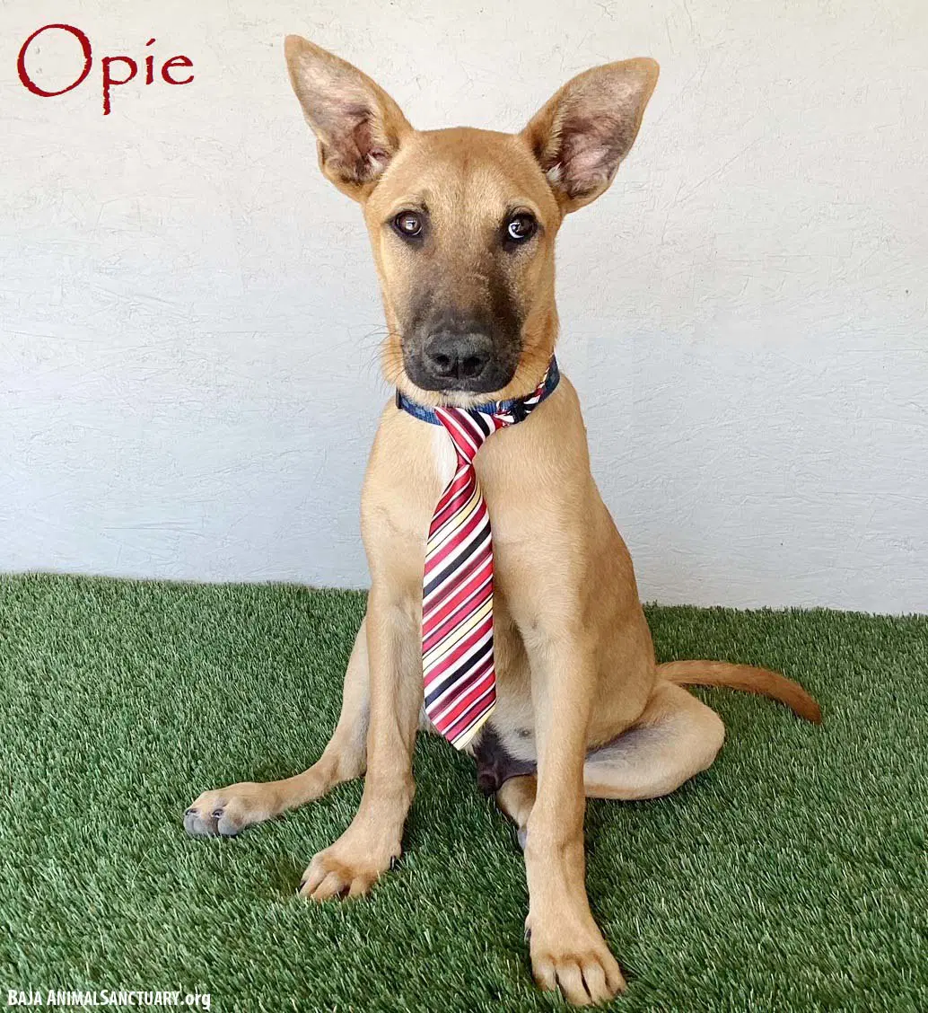 Opie - Belgian Shepherd Malinois