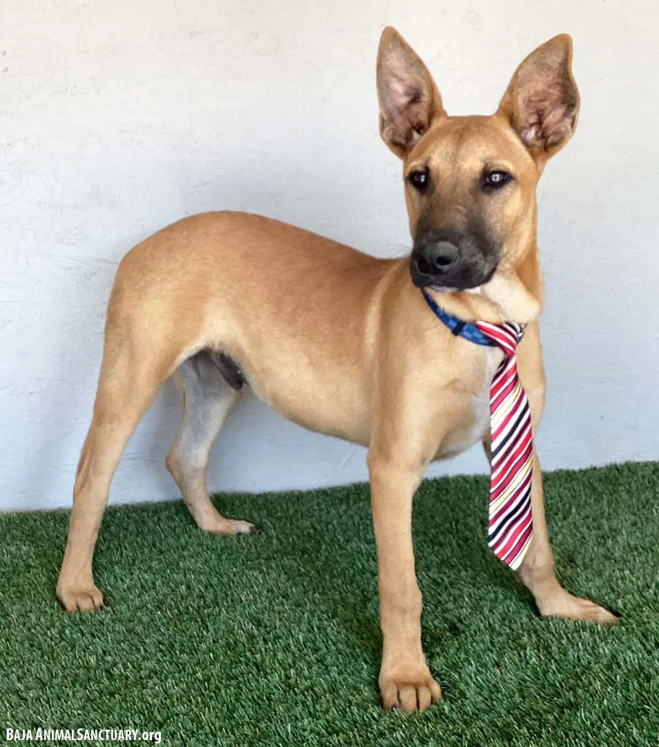 Opie image 3