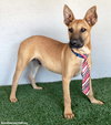 Opie - Photo 3