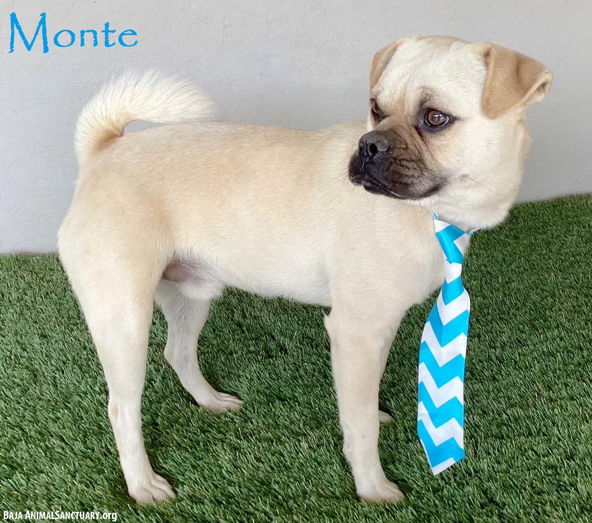 Monte - Pug