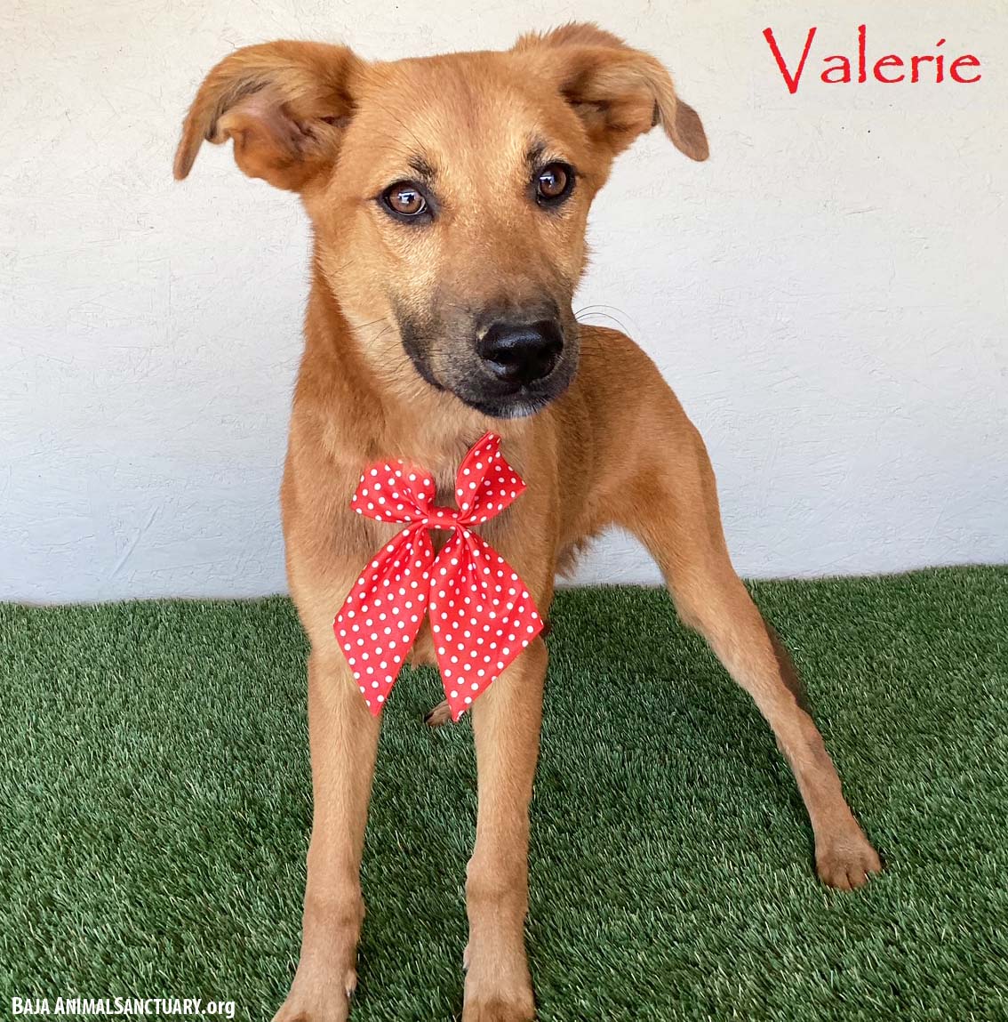 Valerie Image