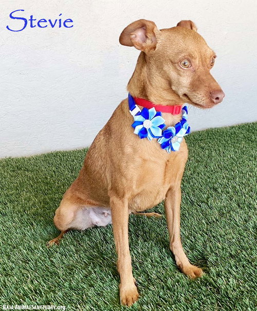 picture of the dog needing adoption