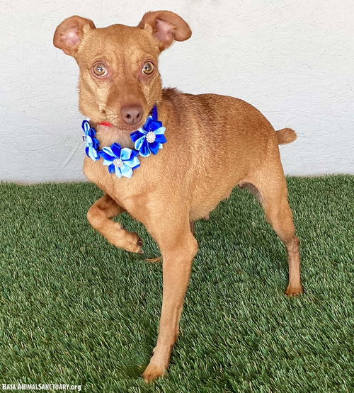 STEVIE - Chihuahua / Miniature Pinscher available for adoption