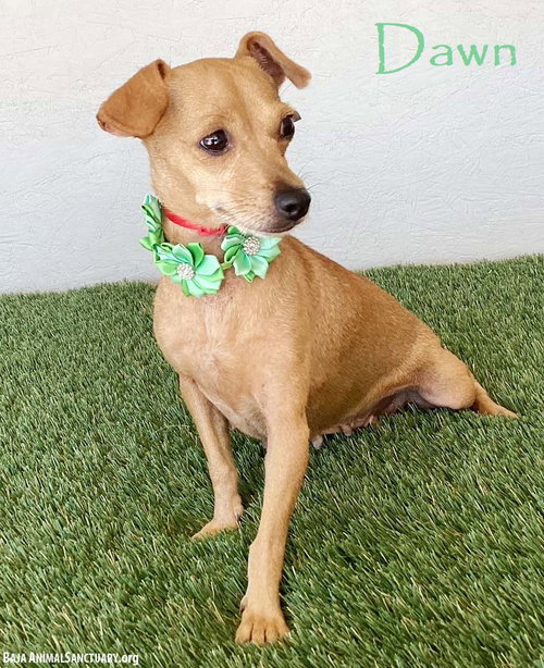 picture of the dog needing adoption