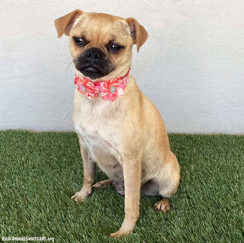 GLADYS - Pug available for adoption