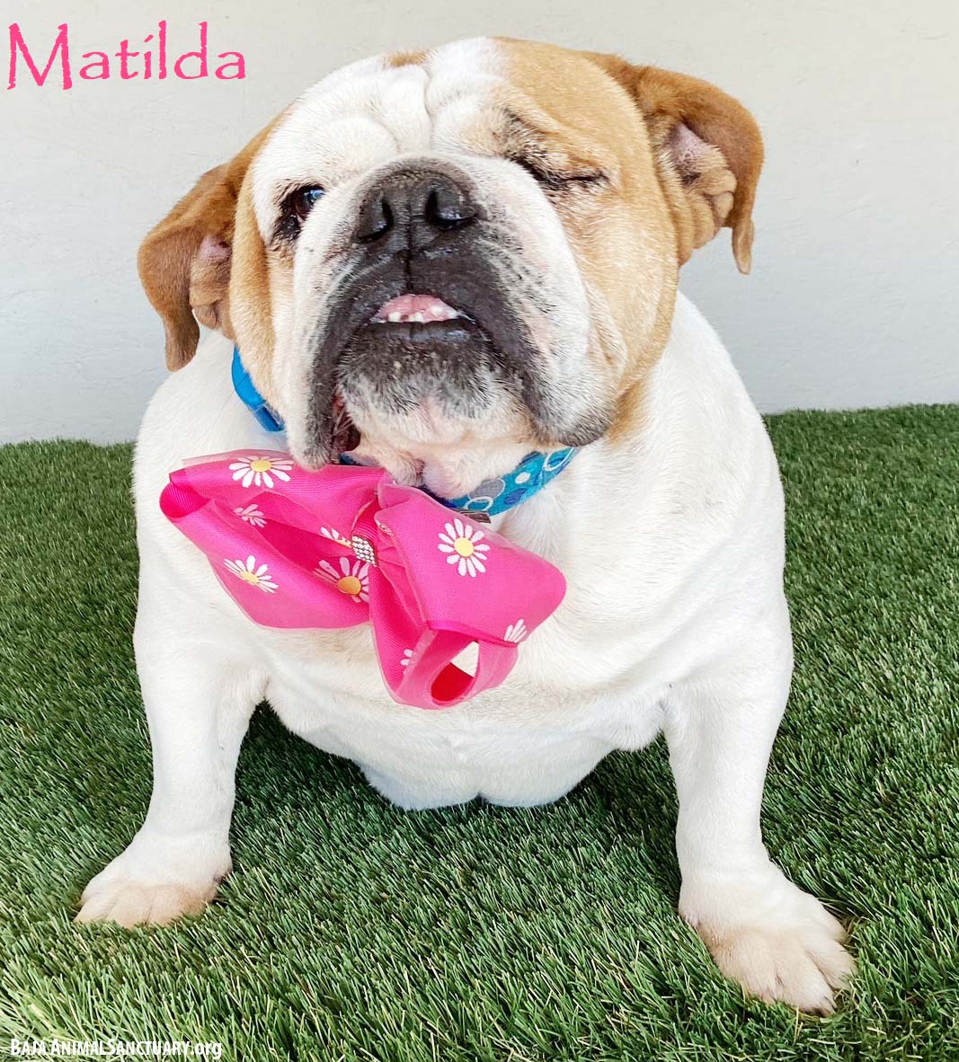 Matilda Image