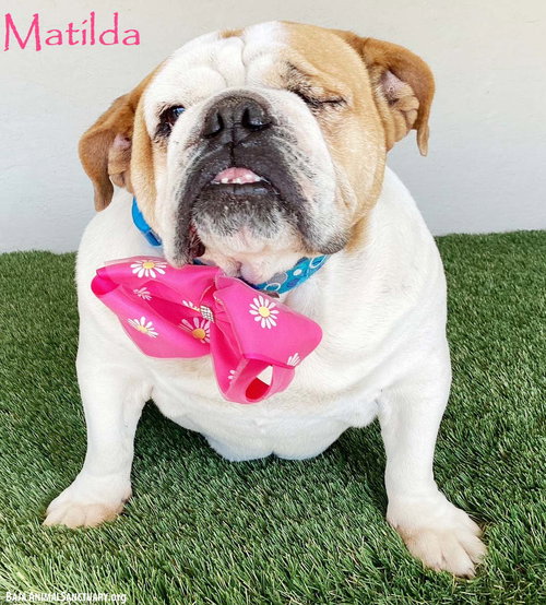 picture of the dog needing adoption