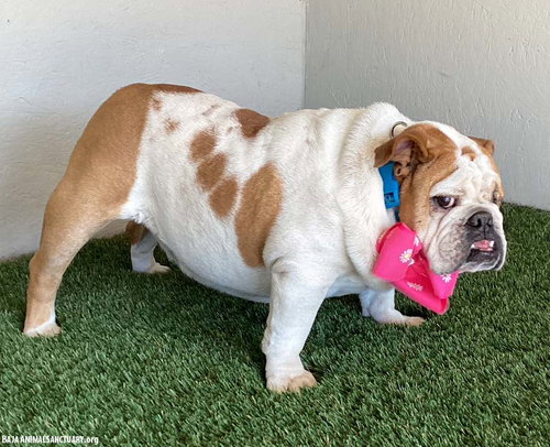 MATILDA - Bulldog available for adoption