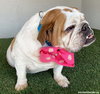 Matilda - Photo 4