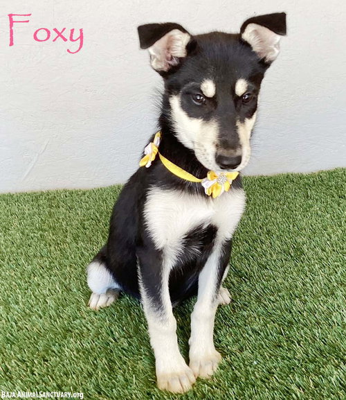 picture of the dog needing adoption