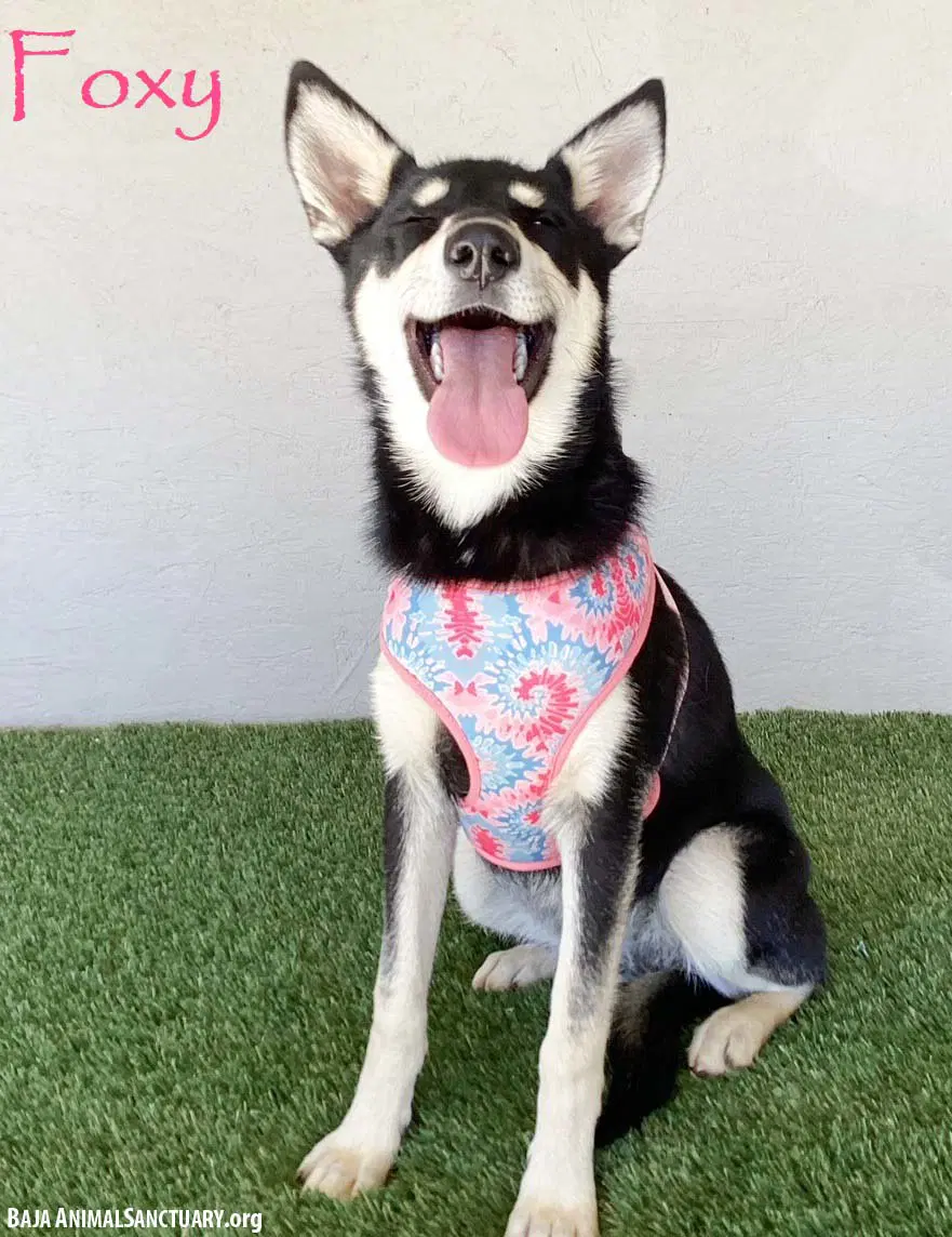 Foxy - Husky