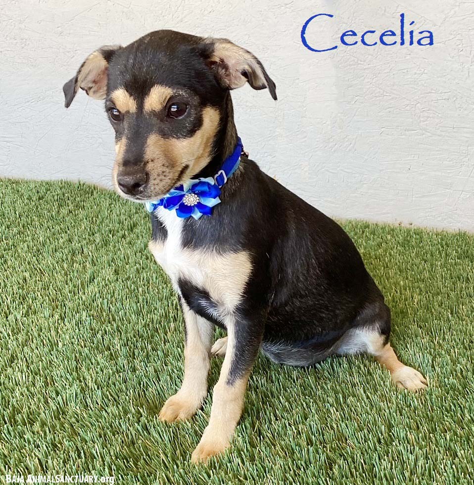 Cecelia Image