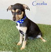Cecelia - Photo 1
