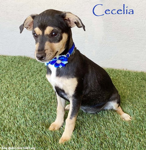 picture of the dog needing adoption
