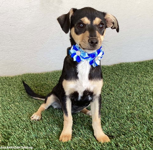 CECELIA - Chihuahua / Dachshund available for adoption