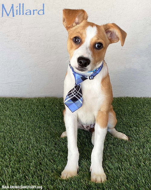 picture of the dog needing adoption