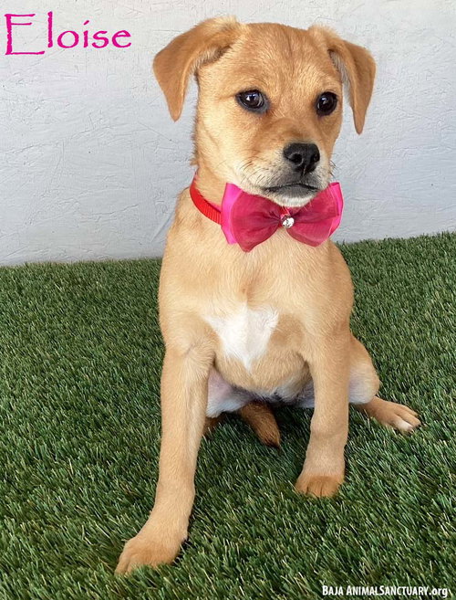 picture of the dog needing adoption