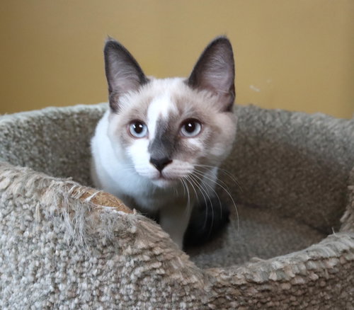 picture of the cat needing adoption