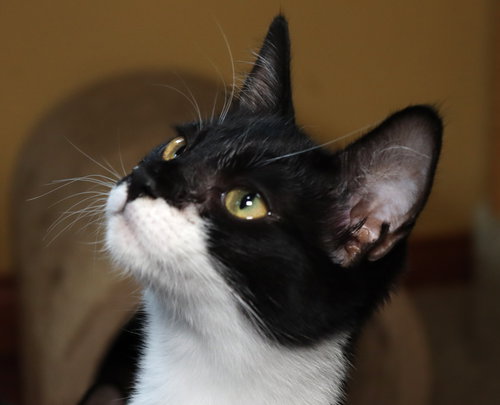picture of the cat needing adoption