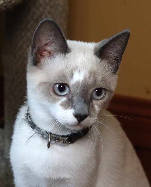 picture of the cat needing adoption