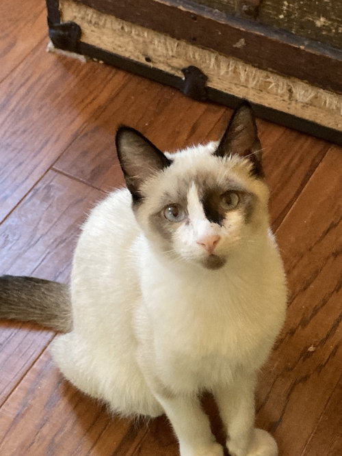 TACO - Siamese available for adoption