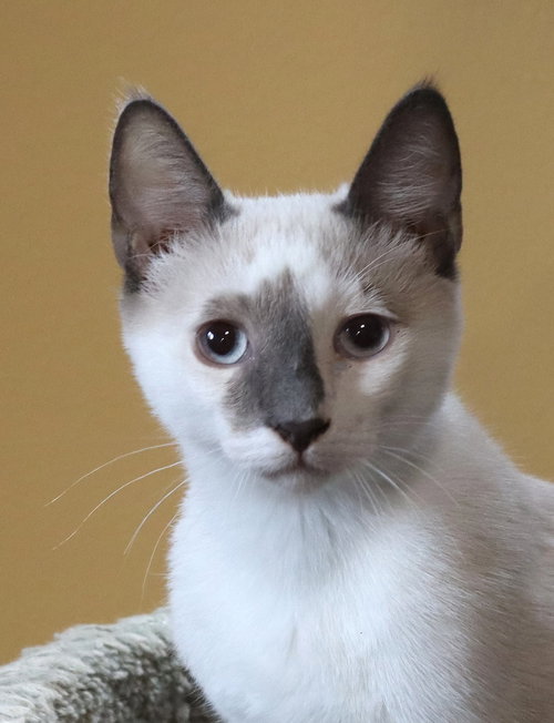 picture of the cat needing adoption