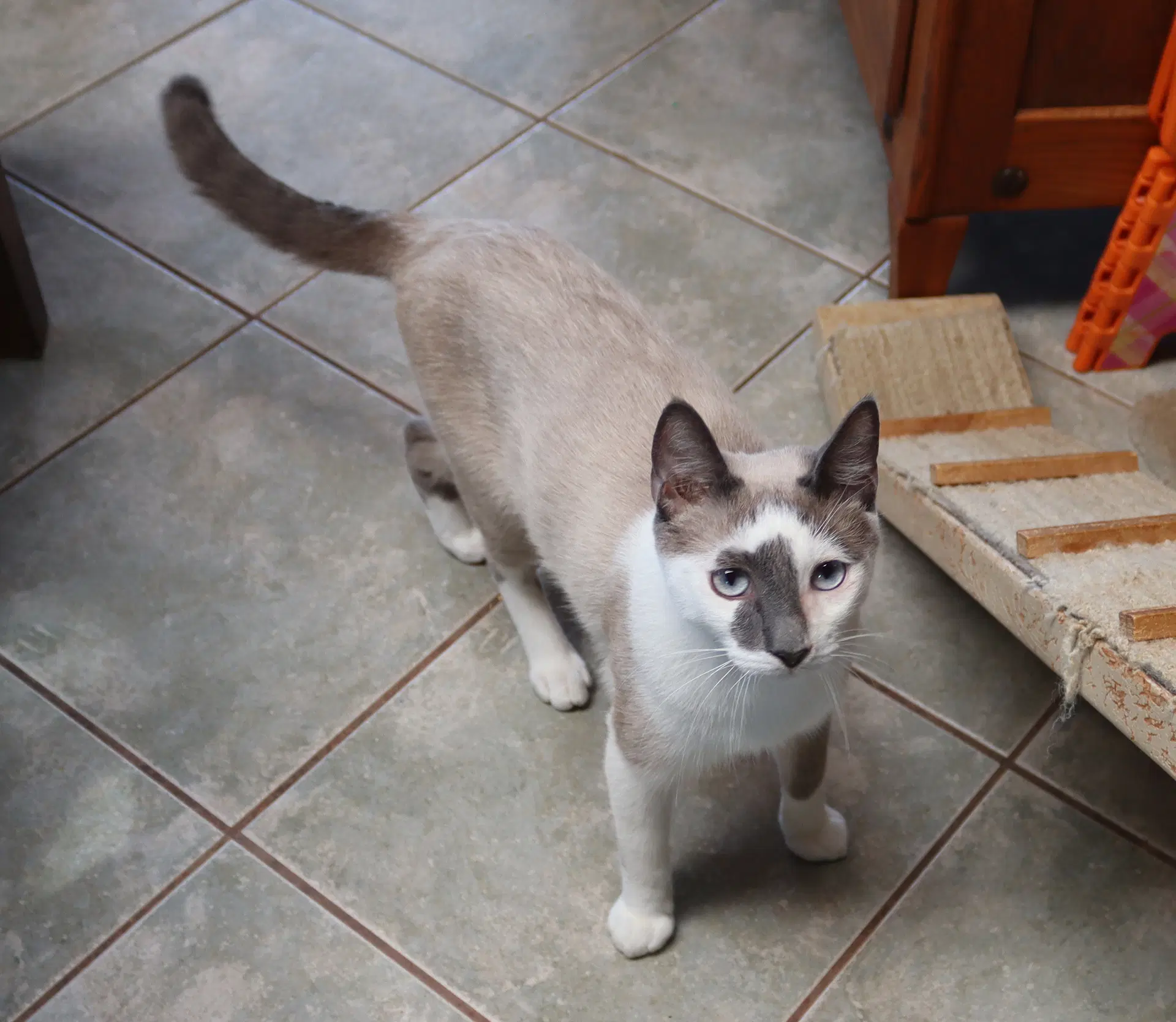 Paco - Siamese