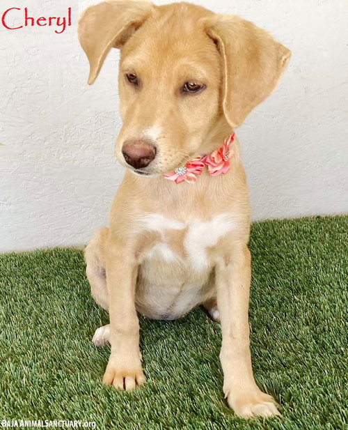 picture of the dog needing adoption