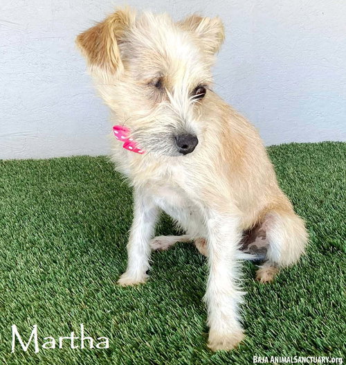 picture of the dog needing adoption