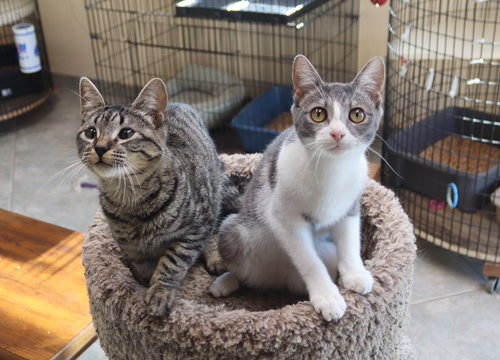 FLASH GORDON - Domestic Short Hair available for adoption