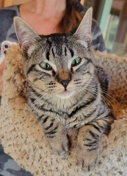 T.J. MAX - Tabby available for adoption