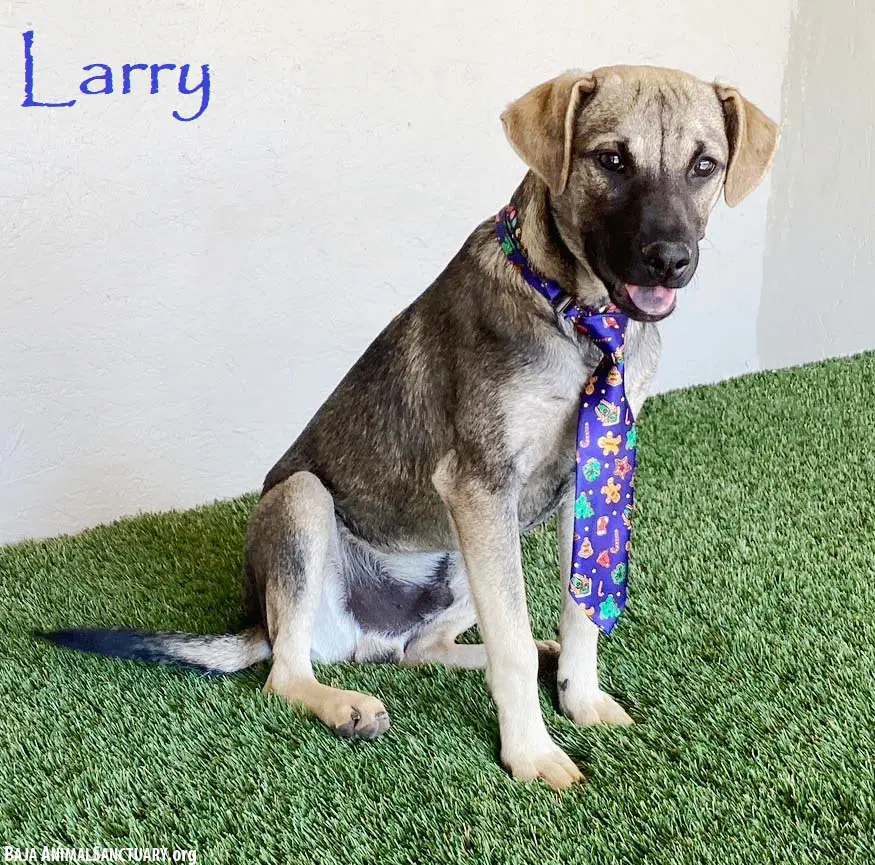 Larry - German Shepherd Dog